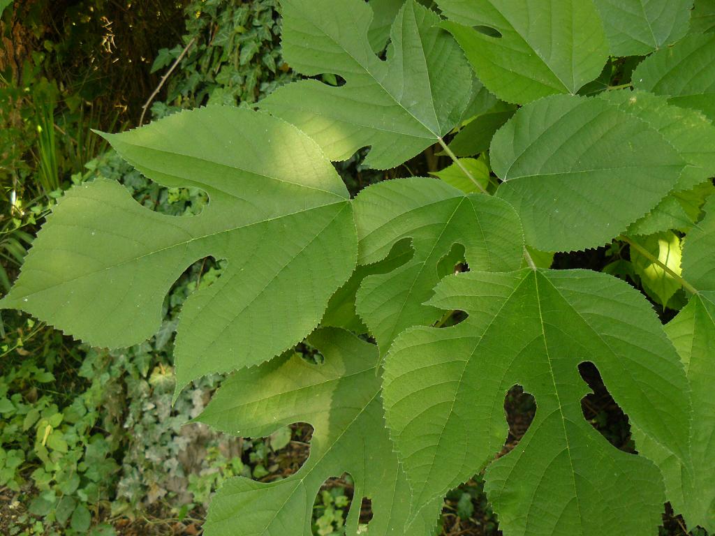 Clerodendron dichotomum e Broussonetia papyrifera